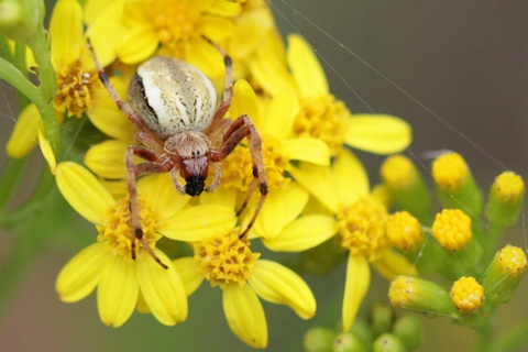 Flower Spider (zb) (Thomisidae sp)